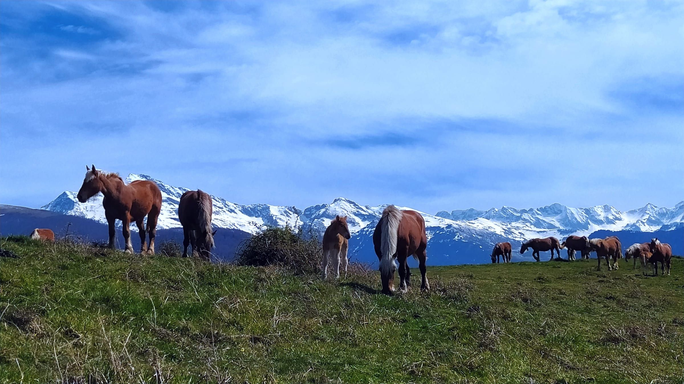 Chevaux en liberté face aux sommets enneigés