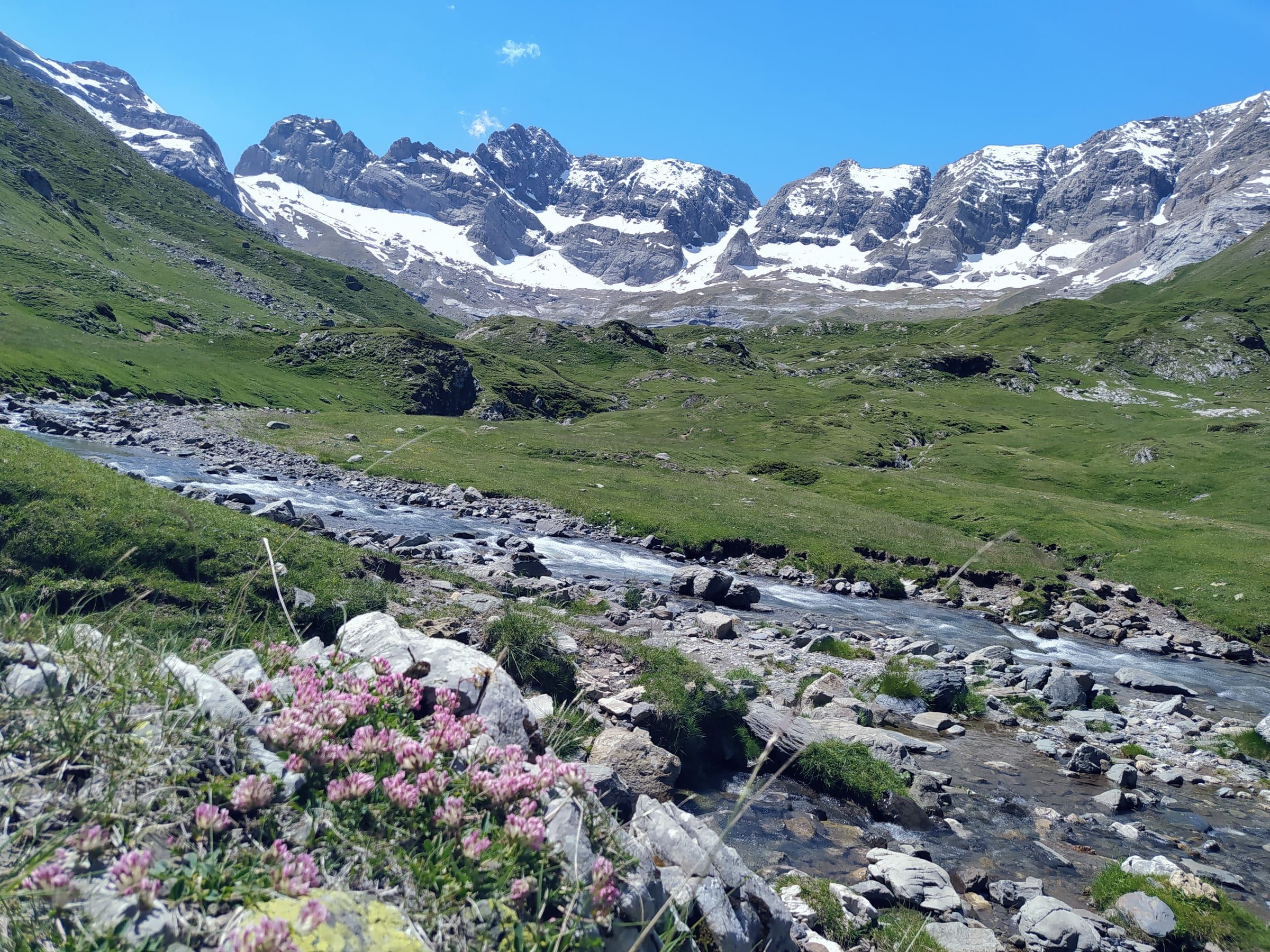 Torrent et fleurs dans la vallée d’Estaube