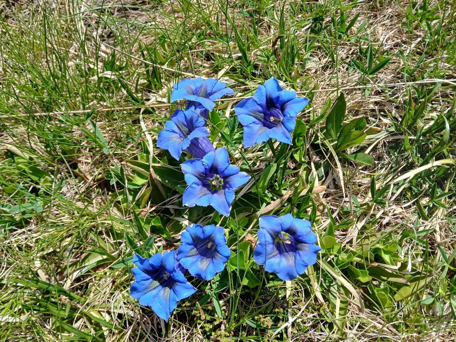 Gentianes bleues dans l’herbe
