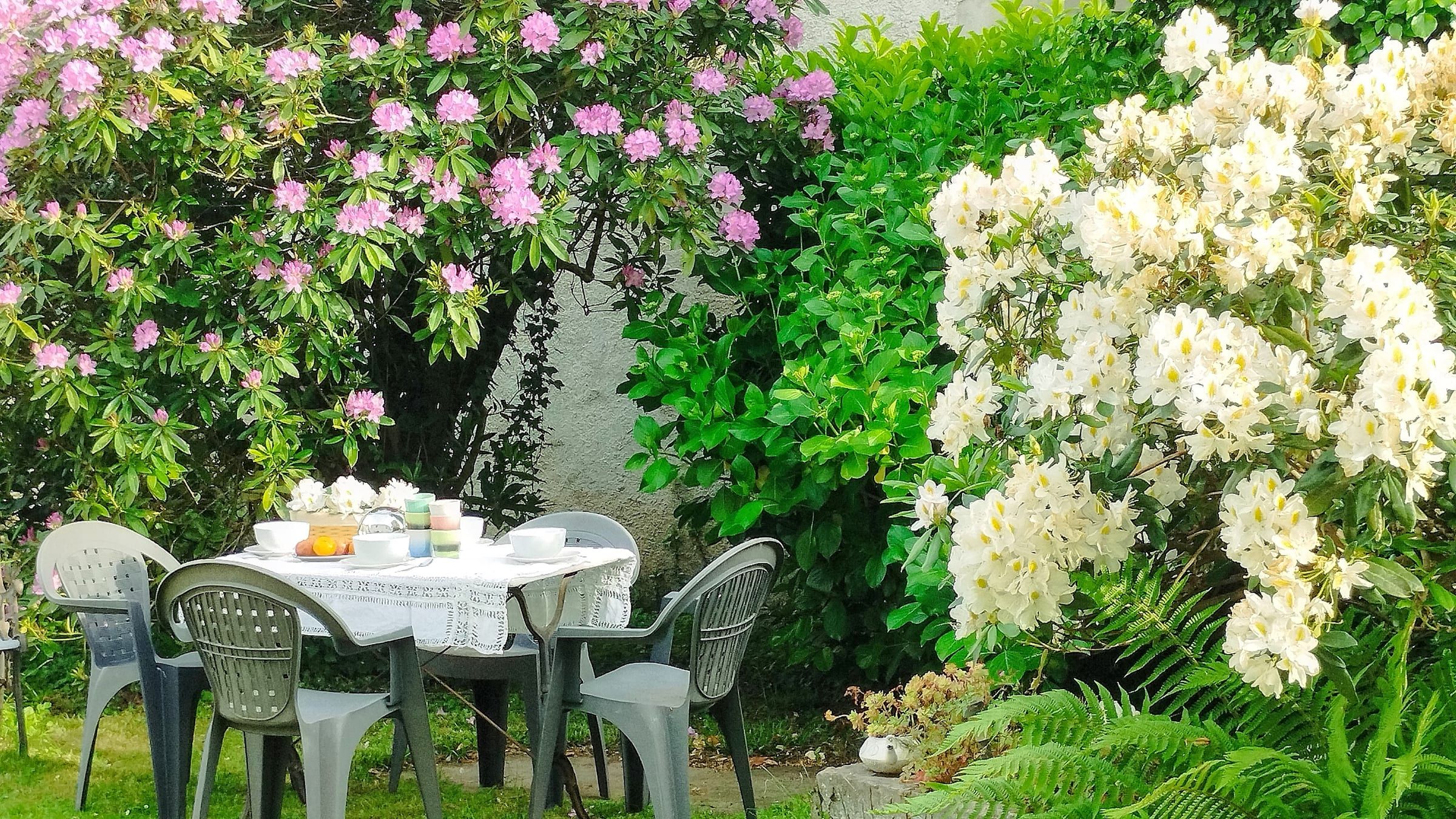 Table de jardin sous les rhododendrons en fleurs