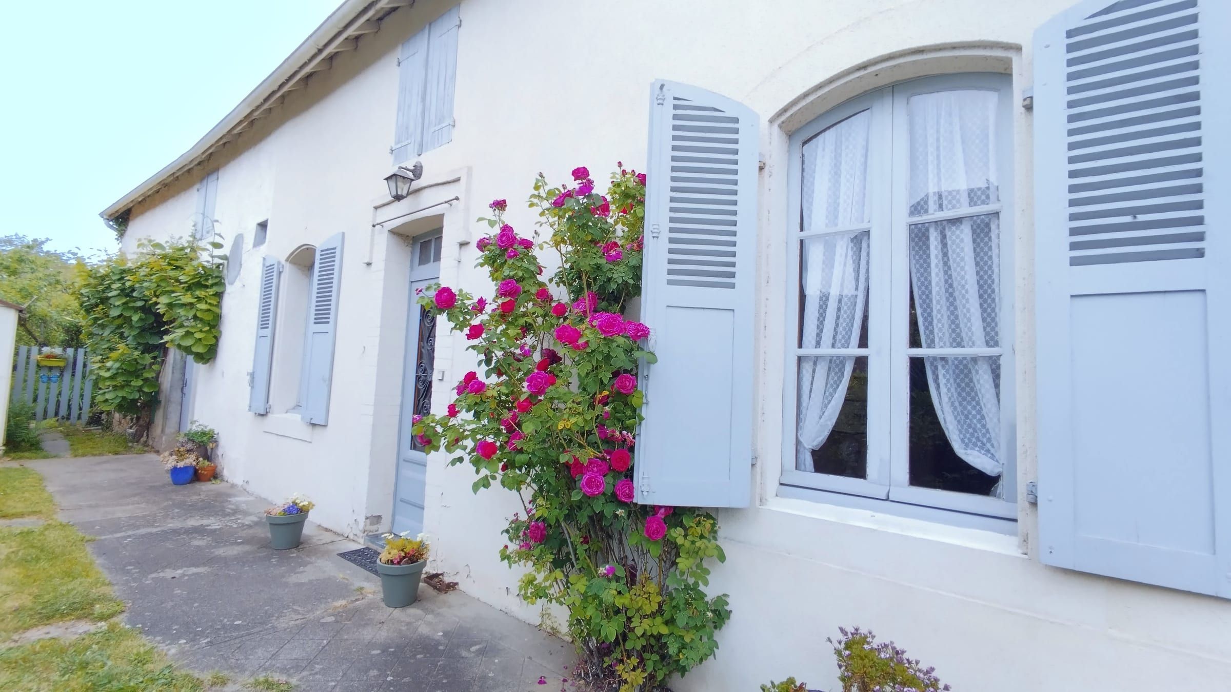 Rosier grimpant le long de la façade
