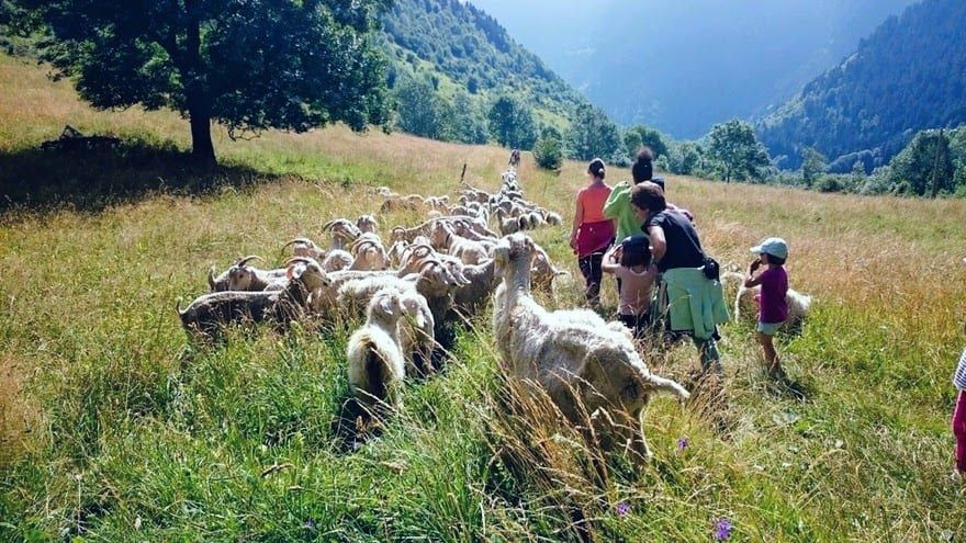 Famille marchant au milieu d’un troupeau de moutons dans une prairie de montagne