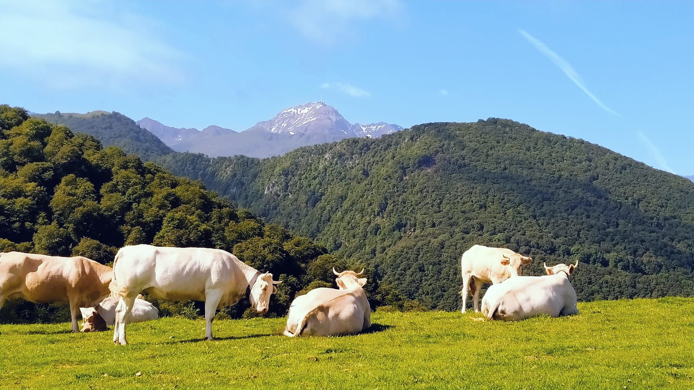 Vaches au pâturage face au Pic du Midi